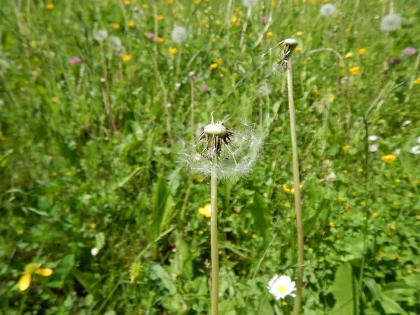 White dandelion close macro on a meadow — Stock Photo, Image