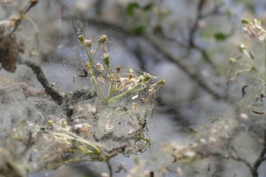 ağaç dalı örümcek ağı ile kaplı