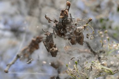 ağaç dalı örümcek ağı ile kaplı