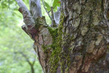 Ağaç gövdesinde yeşil yosun