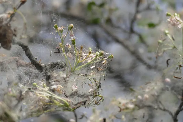 Branche d'arbre couverte de toile d'araignée — Photo