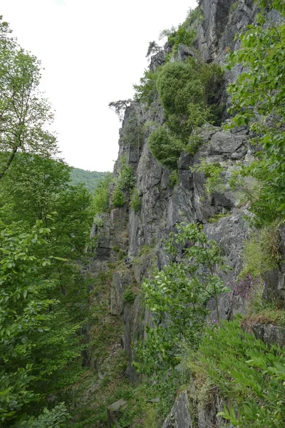 푸른 나무와 바위 절벽 — 스톡 사진