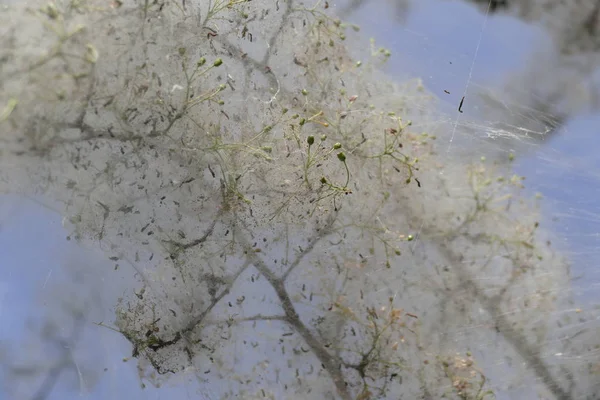 Ağaç dalı örümcek ağı ile kaplı — Stok fotoğraf