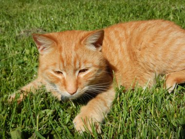 Sarı caat çim detay