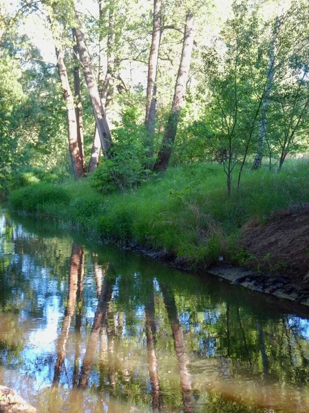 Árvores na floresta reclinada em um rio calmo — Fotografia de Stock