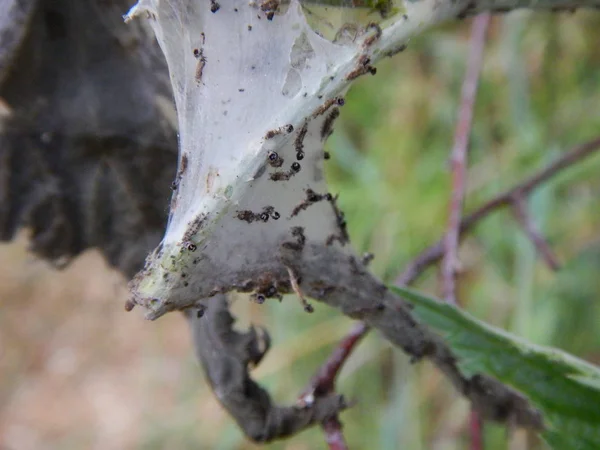 Wszystko czarne robaki w pokrzywy, liści — Zdjęcie stockowe