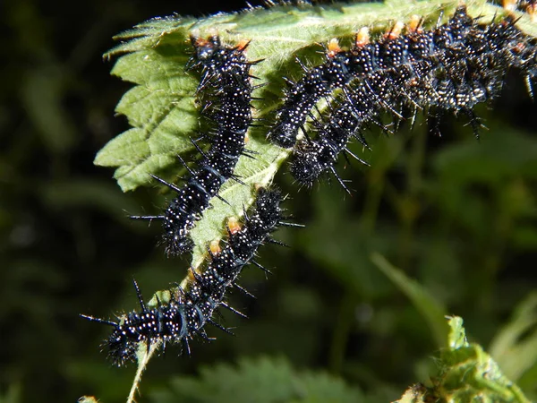 El detalle de los gusanos negros sobre las hojas de la ortiga —  Fotos de Stock