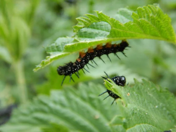 Detail of a black worms on a nettle leaves — Stock Photo, Image