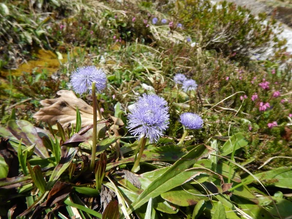 Detail van een blauwe alpine bloem — Stockfoto