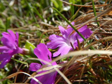 ayrıntılı bir pembe alp çiçek 