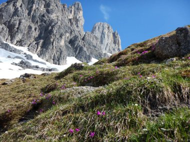 Grosse Bischofsmutze çevresinde Alp lansdcape Avusturya dachsteingebirge içinde
