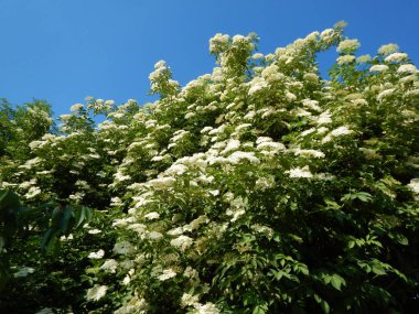 Beyaz mürver ağacı çiçeği içinde