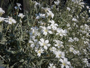 çiçeği içinde küçük beyaz çiçek