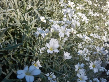 çiçeği içinde küçük beyaz çiçek