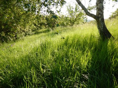 yeşil otlar ile güzel çayır