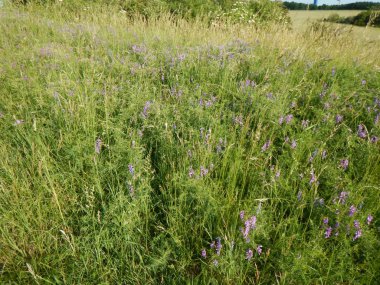 yeşil otlar ile güzel çayır