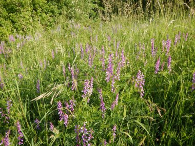 yeşil otlar ile güzel çayır