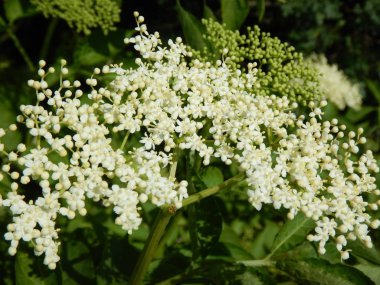 Beyaz mürver ağacı çiçeği içinde