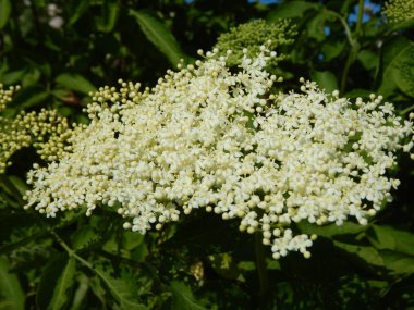 Beyaz mürver ağacı çiçeği içinde