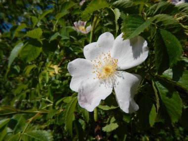 çiçeği içinde bir kalça beyaz çiçek gül