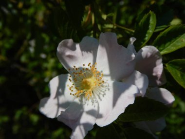 çiçeği içinde bir kalça beyaz çiçek gül