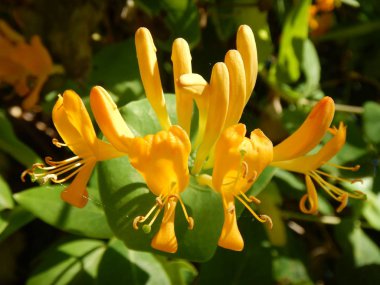 çiçeği güzel sarı ağaç