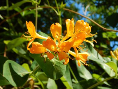 çiçeği güzel sarı ağaç