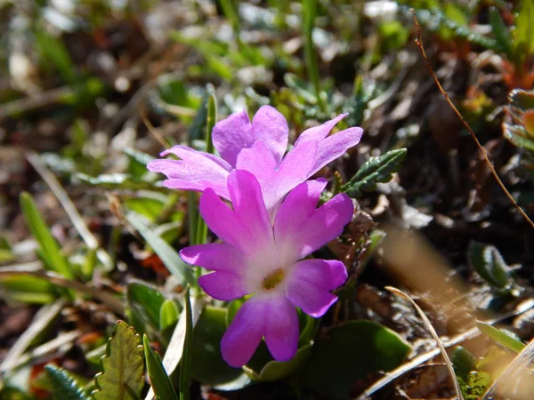 ayrıntılı bir pembe alp çiçek 