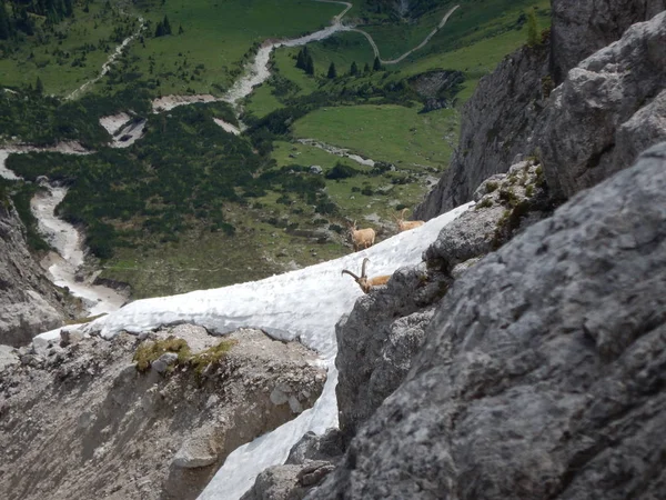 Shy mountain ibex curiously checking the way — Stock Photo, Image