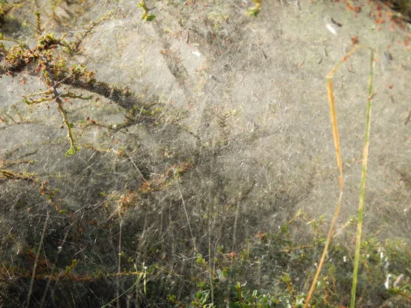 Toile d'araignée sur une branche sur un buisson — Photo