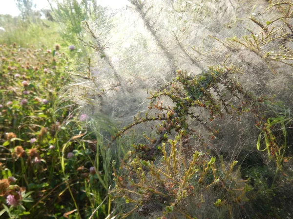 Spinnenweb op een tak op een struik — Stockfoto