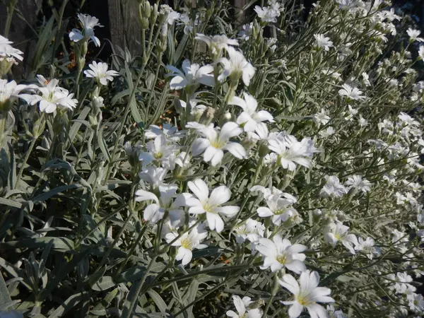 çiçeği içinde küçük beyaz çiçek