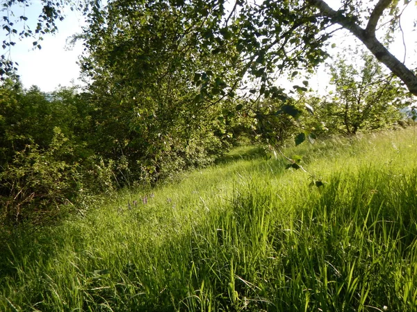 Krásná louka s zelené trávy — Stock fotografie