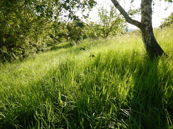 yeşil otlar ile güzel çayır