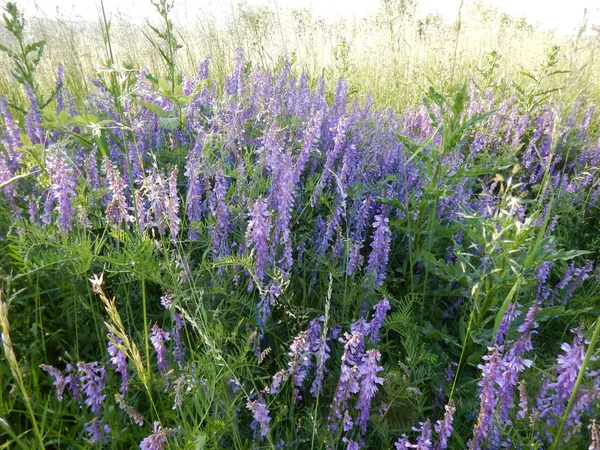 Hermosas flores violetas en un prado — Foto de Stock