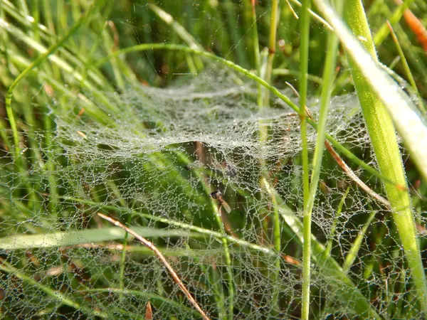Macro détail d'une toile d'araignée dans l'herbe verte — Photo