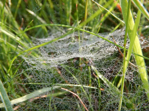 Macro détail d'une toile d'araignée dans l'herbe verte — Photo