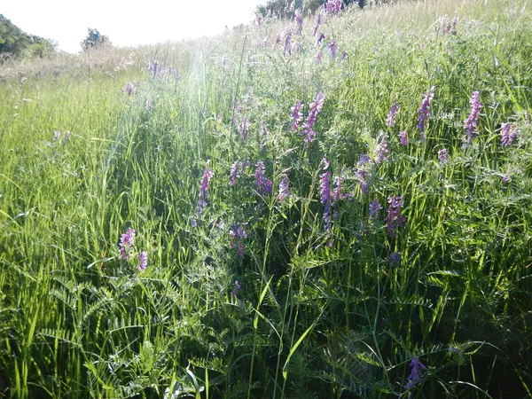 Hermosas flores violetas en un prado — Foto de Stock