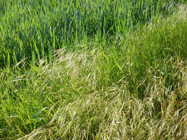 yeşil otlar ile güzel çayır