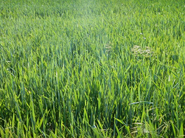 Belle prairie avec une herbe verte — Photo