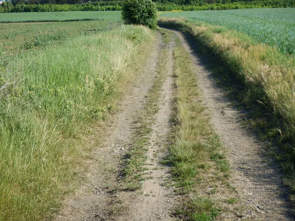 Szlak zielony pole i Natura — Zdjęcie stockowe