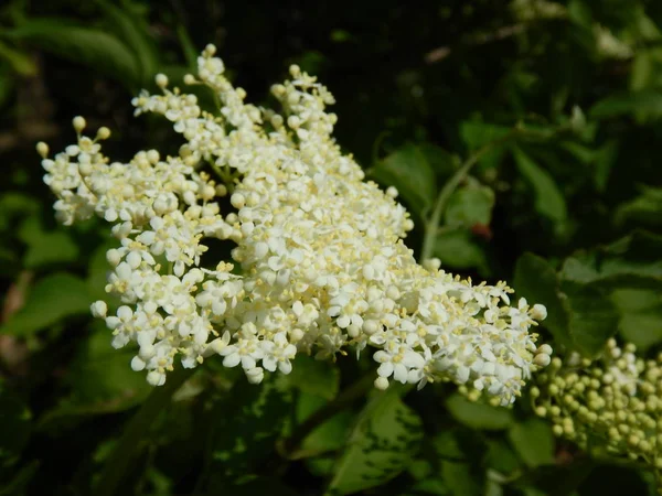 White elderberry tree in blossom — Stock Photo, Image