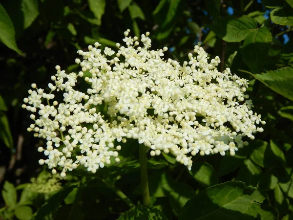 Weißer Holunder in Blüte — Stockfoto