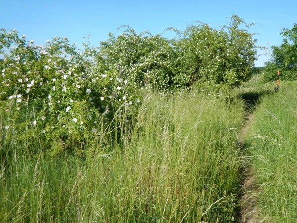 yeşil otlar ile güzel çayır
