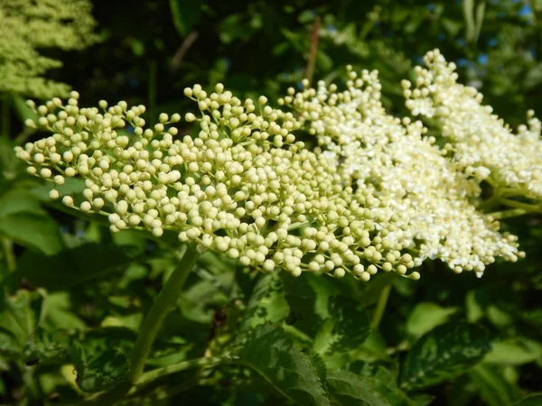 Weißer Holunder in Blüte — Stockfoto