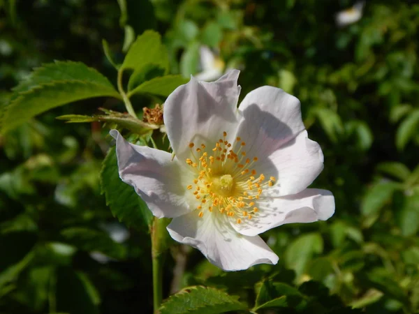 Biały kwiat biodra rose w kwiat — Zdjęcie stockowe