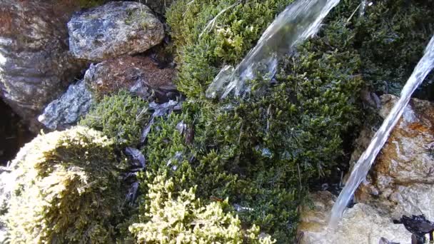 Detalhe de corrente de água natural em um musgo — Vídeo de Stock
