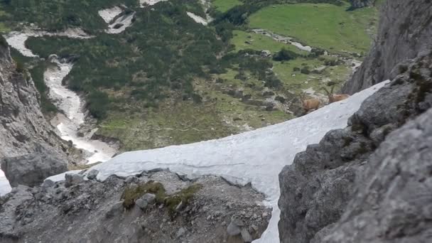 Grupo de cabras de montaña en una ladera rocosa — Vídeo de stock