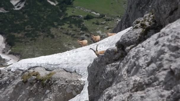 Grupo de cabras de montaña en una ladera rocosa — Vídeos de Stock