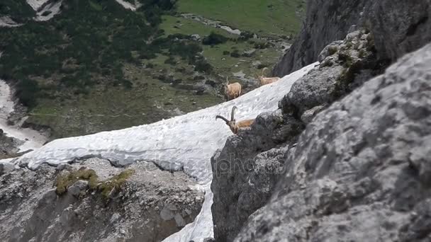 Grupo de cabras de montanha em uma encosta rochosa — Vídeo de Stock